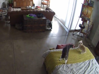 #EsViral "¿Por qué no te callas?" dice el gato, y el perro obedece