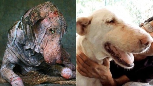 La transformación de un perro callejero al borde de la muerte tras dos meses de cariño