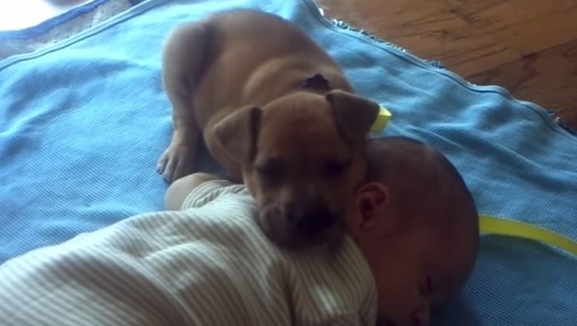 #EsViral: los cinco videos más tiernos de perros y bebés