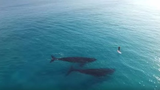 Surfista escoltado por dos ballenas fue grabado por un drone