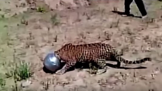 Un leopardo se atascó en un recipiente al querer beber agua