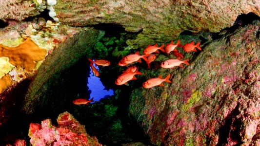 Chile anunció la creación del Parque Marino de Isla de Pascua