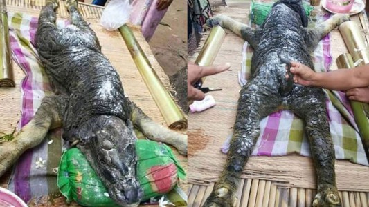 Tailandia: el extraño animal con cabeza de cocodrilo y cuerpo de búfalo