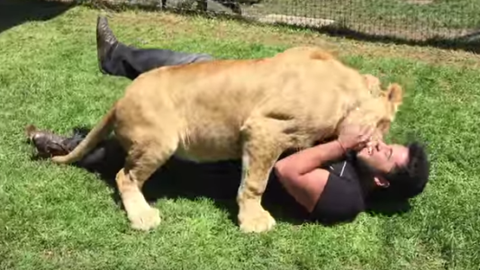 #EsViral: el emotivo abrazo de la leona Kiara con su cuidador