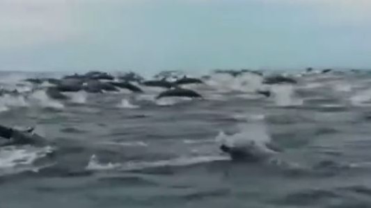 Video: la emoción de turistas rodeados por cientos de delfines en Costa Rica