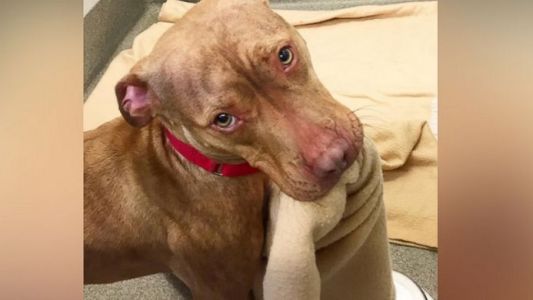 El tierno video del perro pitbull que hace su cama con su hocico