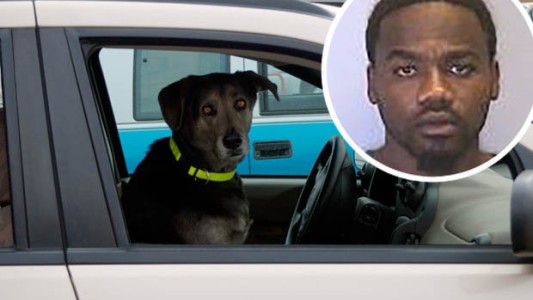 La excusa de un conductor borracho: "Mi perro estaba manejando"