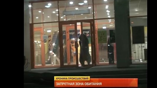 Mataron a un oso que causó pánico en un shopping de Rusia