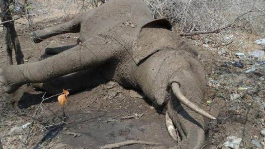 Envenenaron con cianuro a 26 elefantes en el mismo parque que mataron al león Cecil