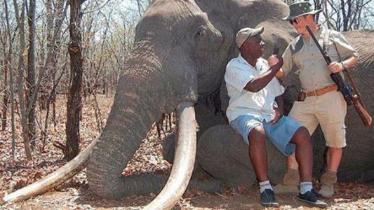 Indignación por el cazador alemán que mató al elefante más grande de África