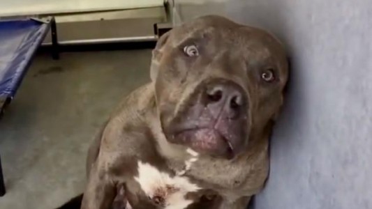 Video: así reacciona un pitbull de pelea al recibir la primera caricia