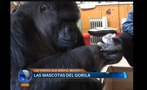 Estos son los videos que mira el mundo