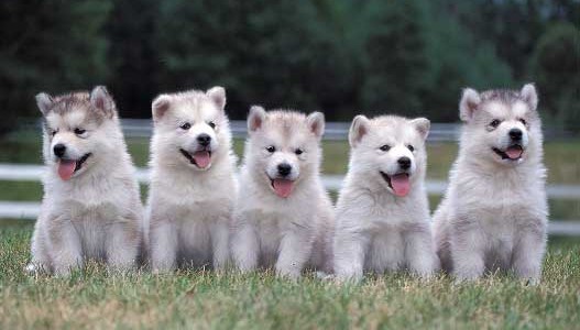 Científicos buscan alargarle la vida a los perros