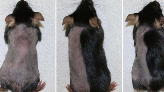 Fármacos hacen crecer el pelo de los ratones en 10 días