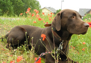 Un perro llamado "gatillo" le disparó sin querer a su dueña