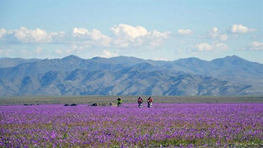 Cambio climático: el desierto de Atacama está cubierto de flores