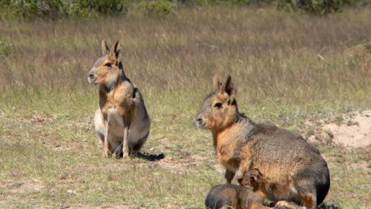 Se escaparon dos liebres patagónicas del zoo porteño: una murió atropellada