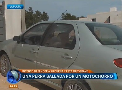 Una perra fue baleada por un motochorro
