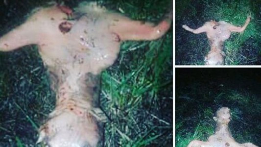 El hallazgo de un animal extraño conmovió a California