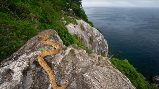 El misterio de la isla poblada por serpientes mortales