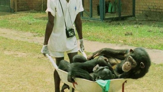 Estados Unidos pone fin al uso de chimpancés para investigación médica