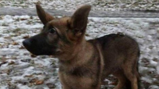 Gesto de Putin le regaló un perro a Hollande tras la muerte de Diesel