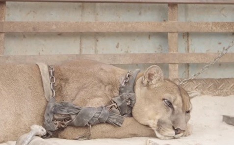 El emotivo momento en el que liberan a un puma que estuvo 20 años encadenado en un circo