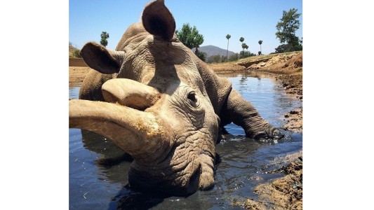 Murió un rinoceronte blanco y quedan sólo tres en todo el mundo