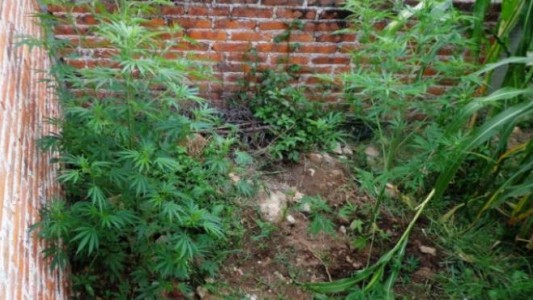 Llamó a la policía, tenía plantas de marihuana en el jardín y quedó detenido