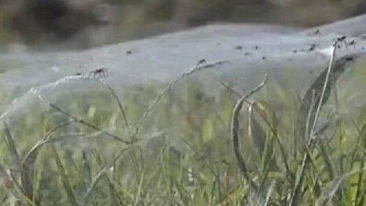 Terror en Memphis por una invasión de arañas