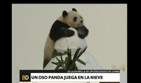 Video: el oso panda que juega en la nieve