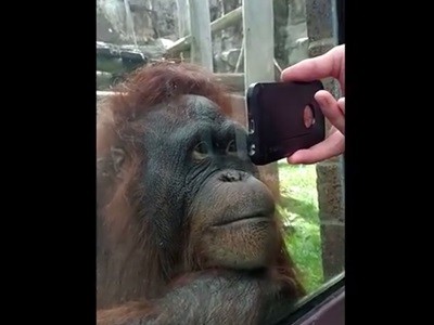 #EsViral El orangután que mira un video de orangutanes