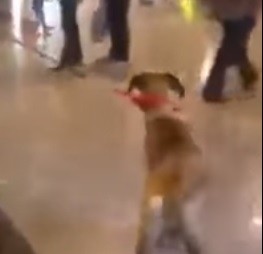 Un perro se emocionó al ver a su dueño después de 3 años y revolucionó la web