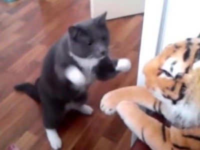 #EsViral El gato boxeador que se le anima a un tigre