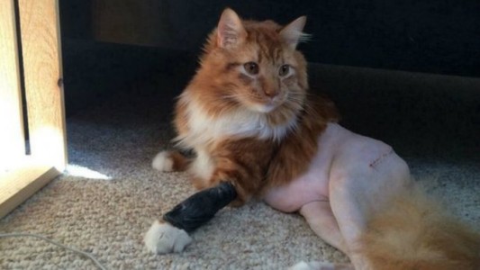 El gato que se volvió viral porque parece un pollo