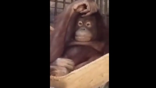 Video: en sólo cuatro minutos una orangutana armó una hamaca en su jaula