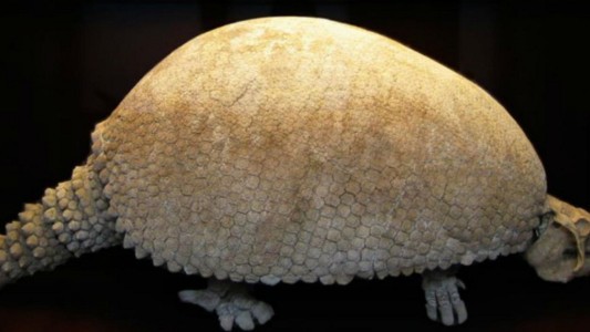 Encontraron un huevo gigante que podría ser de un gliptodonte