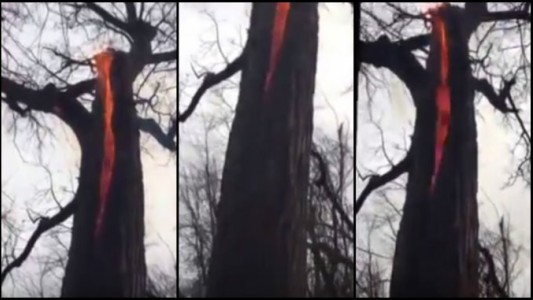 Misterio por el "árbol diabólico" que arde por dentro
