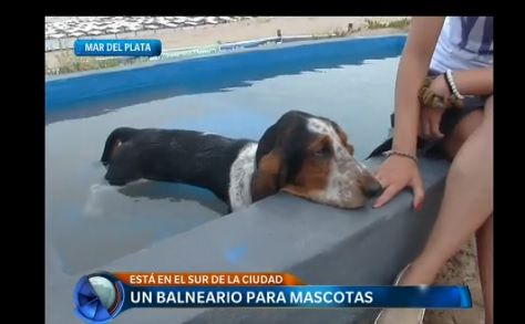 Cómo es el balneario para mascotas de Mar del Plata