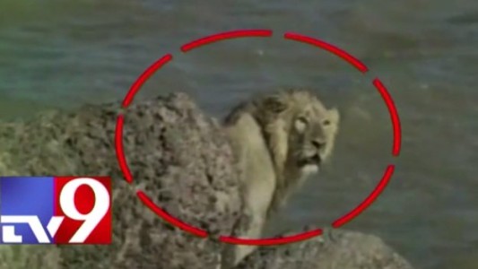 Video: rescatan a un león que se tiró al mar