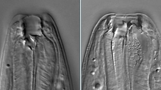 Descubren un gusano que puede tener cinco caras distintas