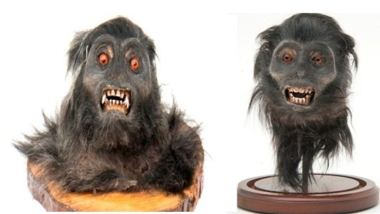 Condenaron a George Bush por el comercio ilegal de cabezas de monos