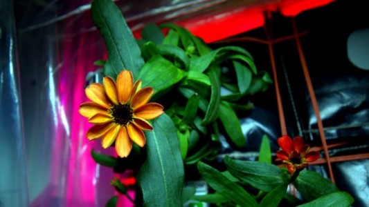 Te mostramos la primera flor que nació en el espacio