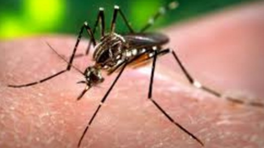 Dengue: Quilmes confirmó 15 casos, dos de ellos autóctonos