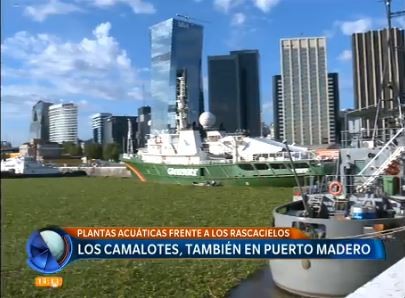 Los camalotes, también en Puerto Madero