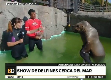 Show de delfines y lobos marinos