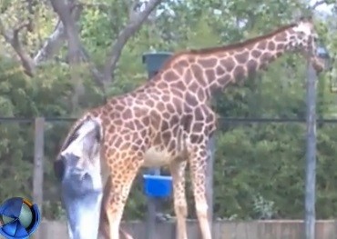 Nació una jirafa en el zoo porteño