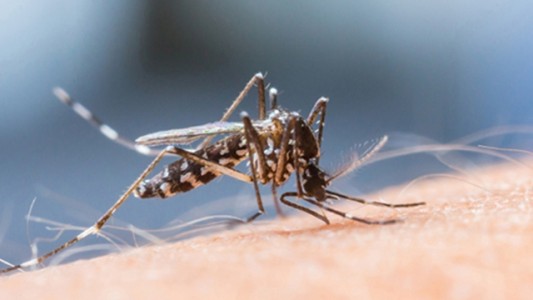 Los casos de dengue en la Ciudad de Buenos Aires ya ascienden a 18