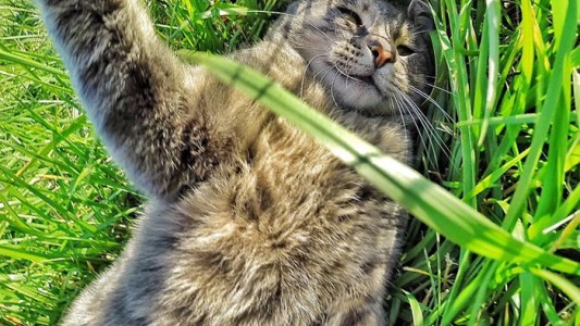 El increíble gato que se saca selfies con perros