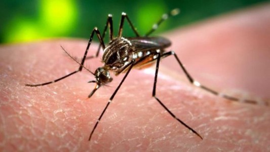 Confirmaron el primer caso importado de zika en la Ciudad de Buenos Aires